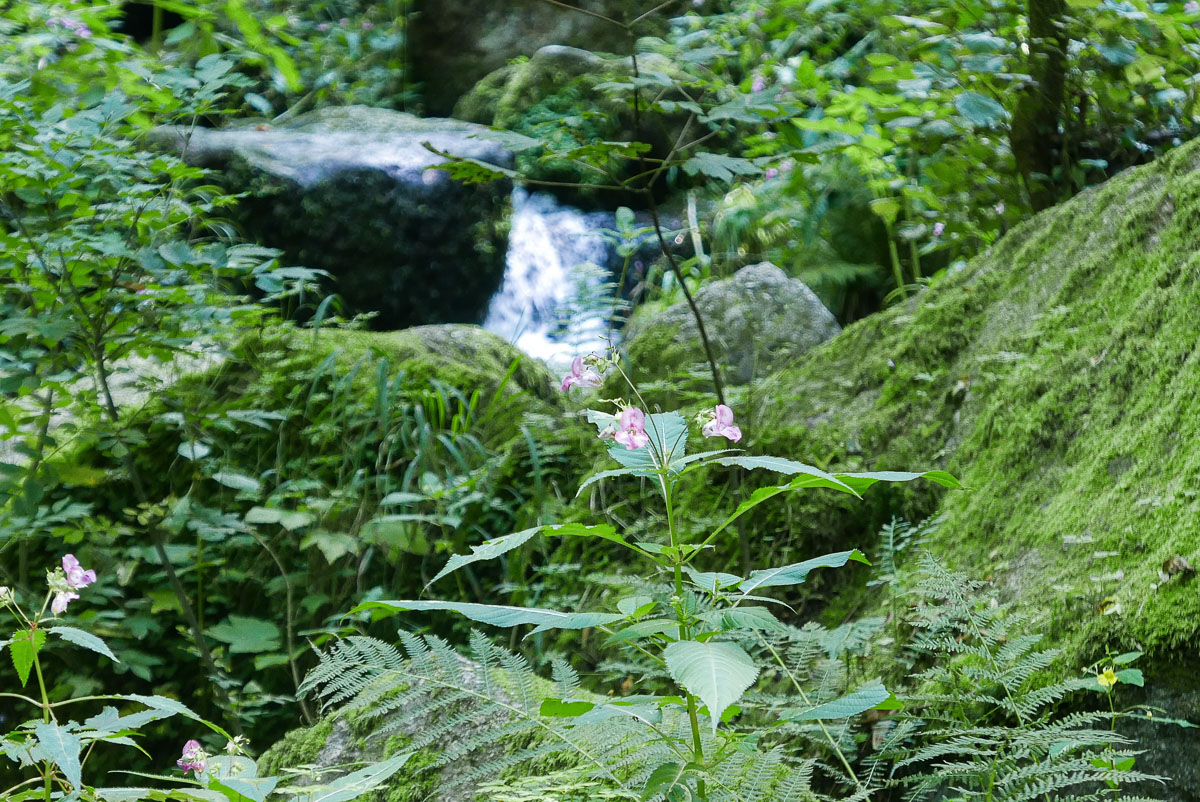 sasbachwalden cascades forêt-noire