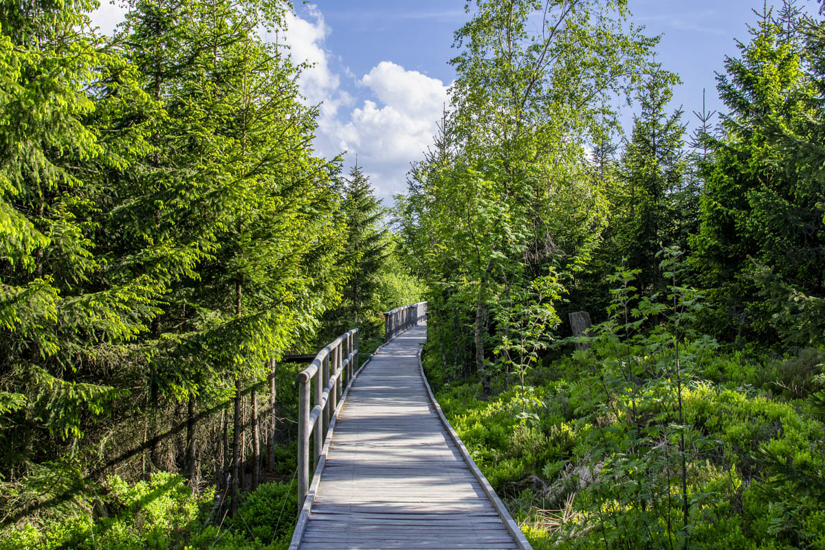 sentier du lothar forêt-noire