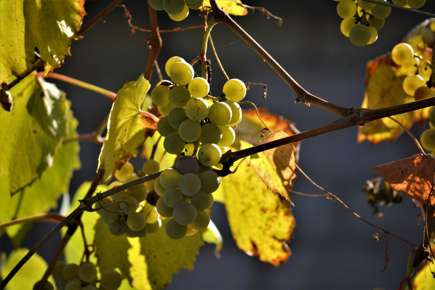 dégustations vins Strasbourg Stadtführung durch Strasbourg mit Weinproben